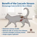 Pawvera Cascade Stream - TA-PV004 - Image 7